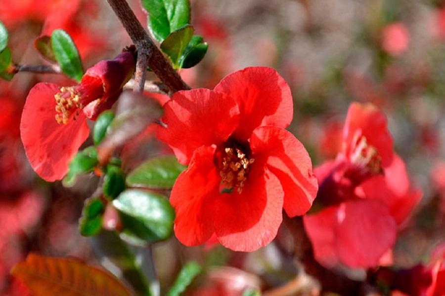 Cydonea - Naturalgreen